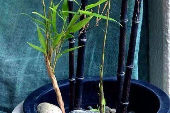 紫竹如何养