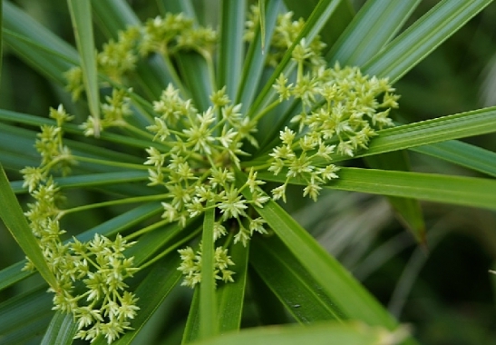 水竹 水竹养护与繁殖办法