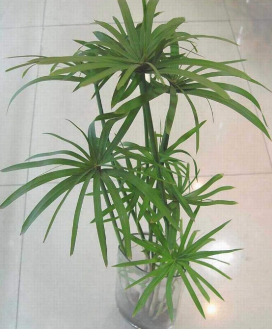 水竹 水竹养护与繁殖办法