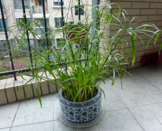 水竹养护与繁殖办法