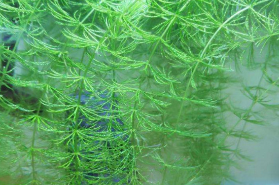 金鱼藻属于沉水植物吗