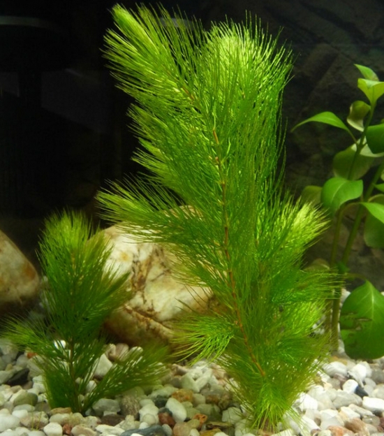 金鱼藻是什么植物：是一种沉水性多年生水草