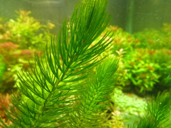 金鱼藻如何养：掌握五种养殖要点