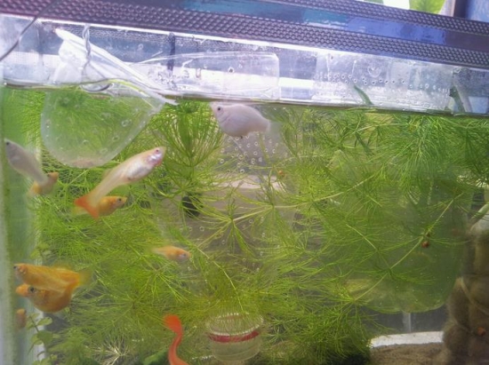 金鱼藻 金鱼藻如何养:掌握五种养殖要点