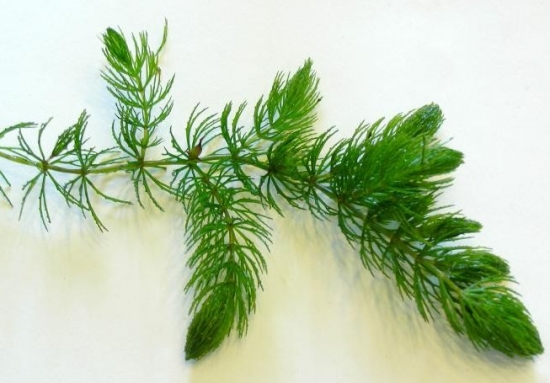 小根金鱼藻 金鱼藻如何养:掌握五种养殖要点