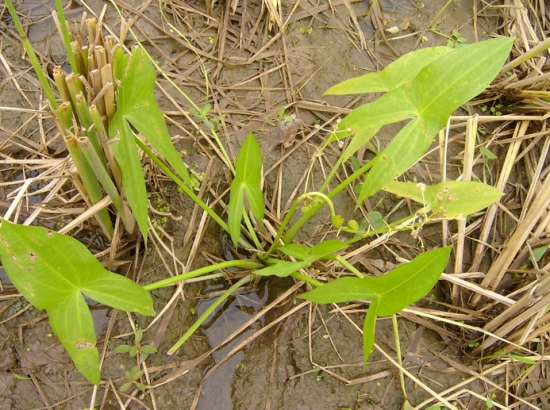 生长状态下的茨菰 茨菰的营养价值:茨菰防癌抗癌作用大