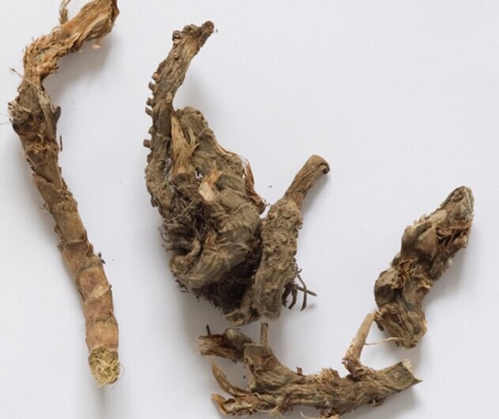 石菖蒲的功效与作用：精滑者慎服