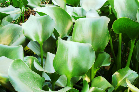 水葫芦叶子变黑是什么原因