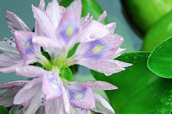 水葫芦如何养能开花
