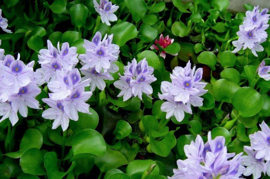 水葫芦如何养能开花