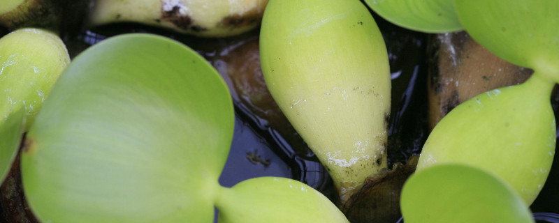 水葫芦如何种植