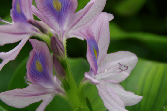 水葫芦如何种植