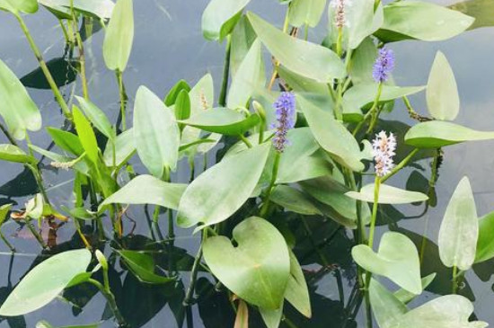 水葫芦如何种植