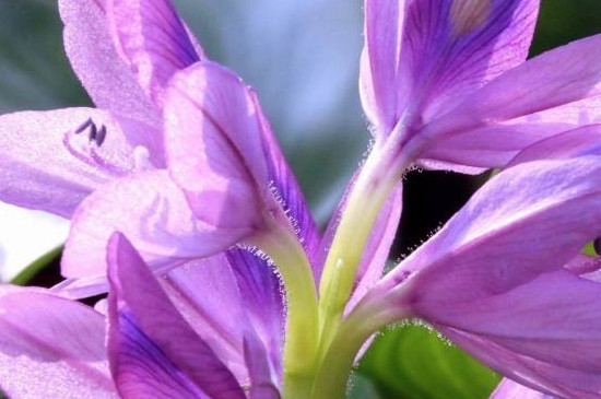 水葫芦如何种植