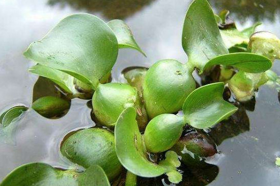 水葫芦如何除