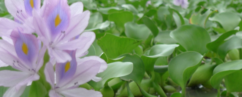 水葫芦可以做肥料吗