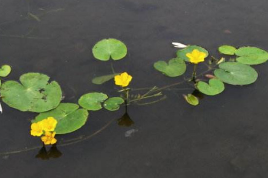 浮萍如何形成的