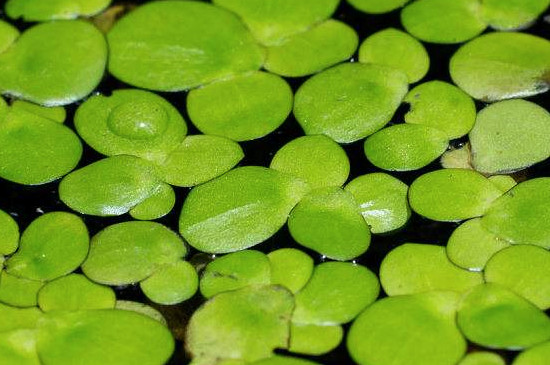 浮萍如何形成的