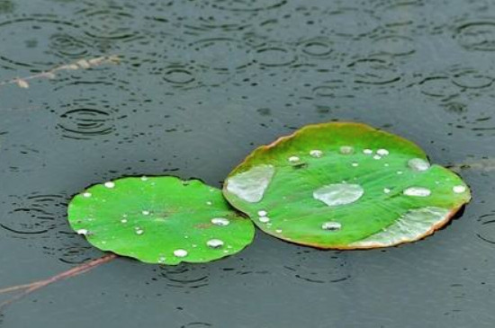 浮萍如何形成的