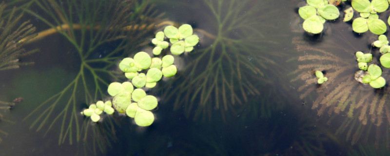 浮萍如何繁殖快