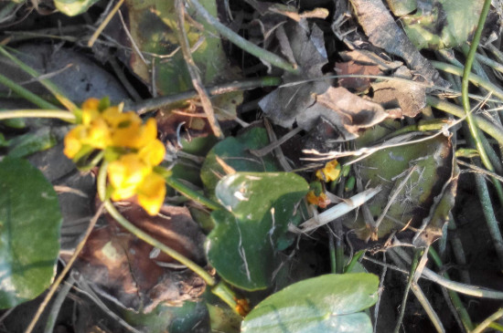 浮萍如何繁殖快