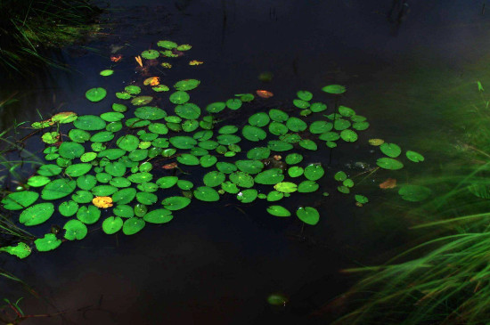 浮萍如何繁殖快