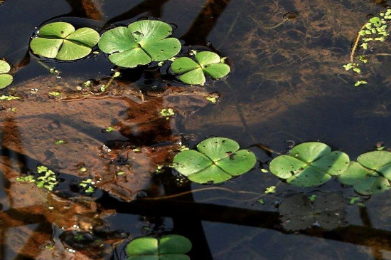 浮萍如何繁殖快