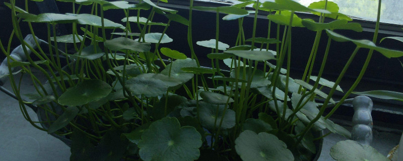 浮萍如何传播种子