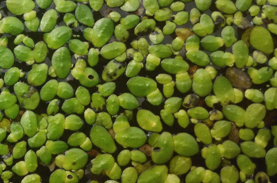 浮萍如何传播种子