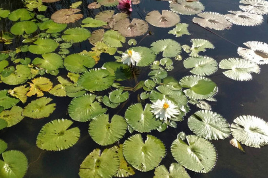 浮萍如何传播种子