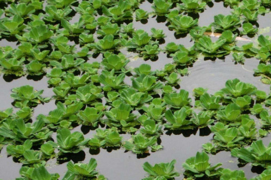 浮萍如何传播种子