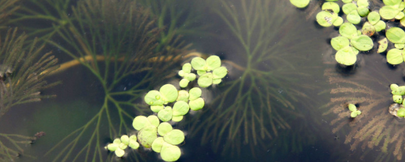 浮萍如何清除