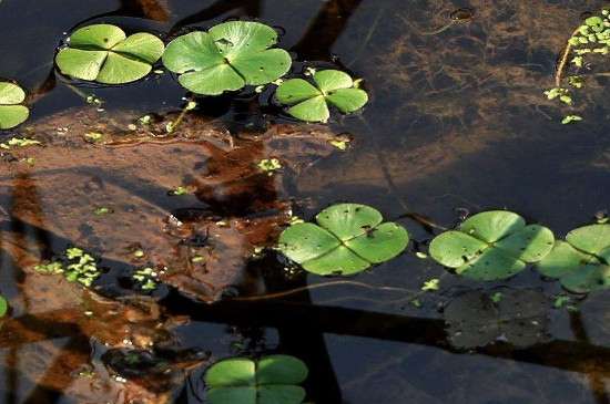 浮萍如何清除