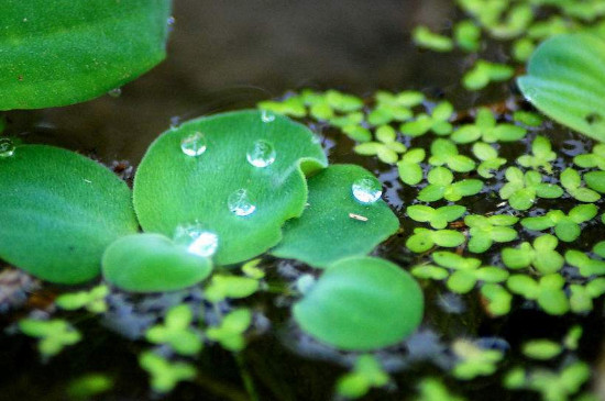 浮萍如何清除