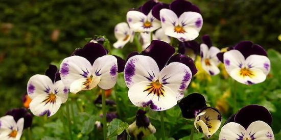 蝴蝶花作文：蝴蝶花"稀世奇花"