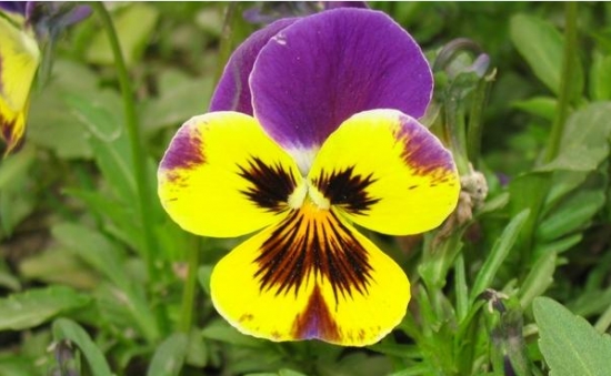 蝴蝶花作文：蝴蝶花"稀世奇花"