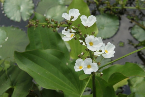 泽泻形态特征 泽泻是什么:多年生水生草本植物,全株有毒,可入药