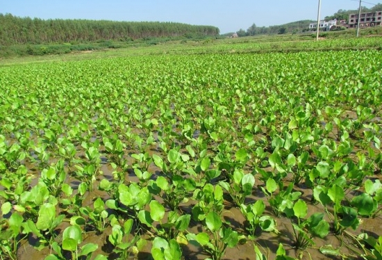 泽泻播种育苗 泽泻是什么:多年生水生草本植物,全株有毒,可入药