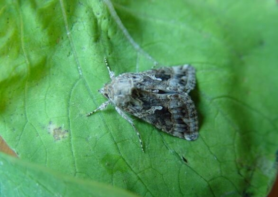 泽泻是什么 泽泻是什么:多年生水生草本植物,全株有毒,可入药