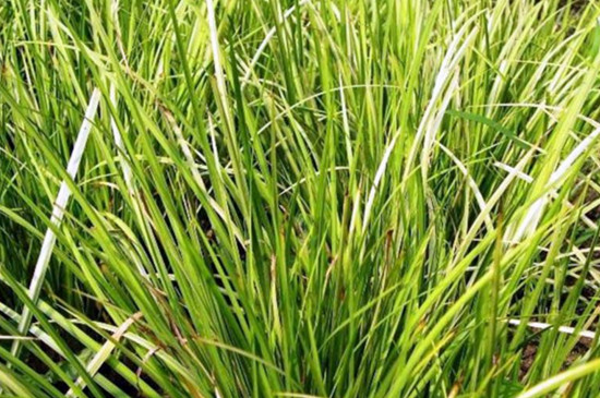 菖蒲叶尖干枯如何办