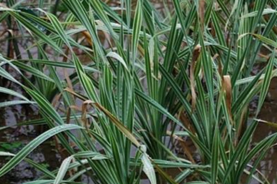 菖蒲叶尖干枯如何办