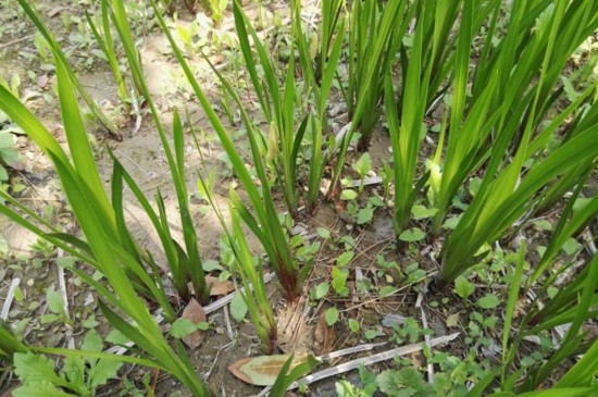 菖蒲叶尖干枯如何办