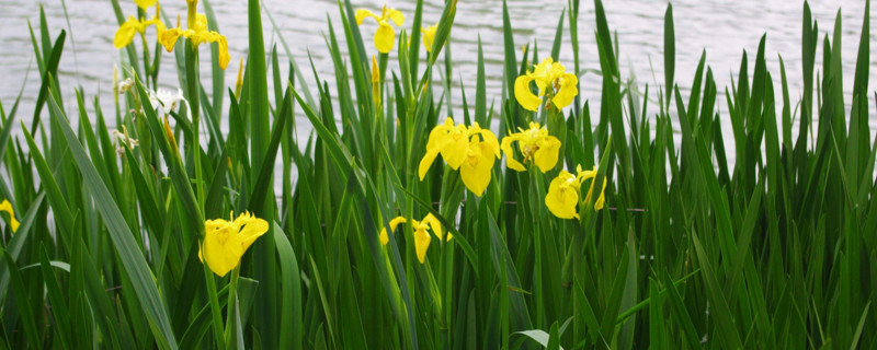 菖蒲叶子发黄如何回事