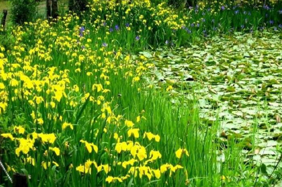 菖蒲叶子发黄如何回事