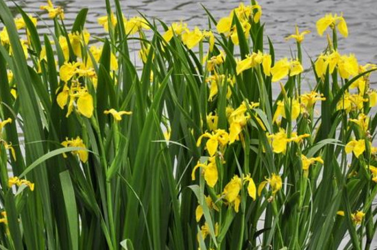 菖蒲叶子发黄如何回事