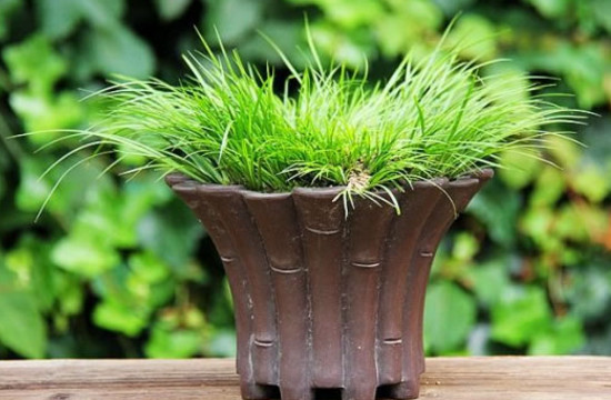 菖蒲用无孔盆如何养