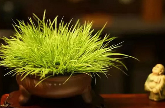 菖蒲用无孔盆如何养