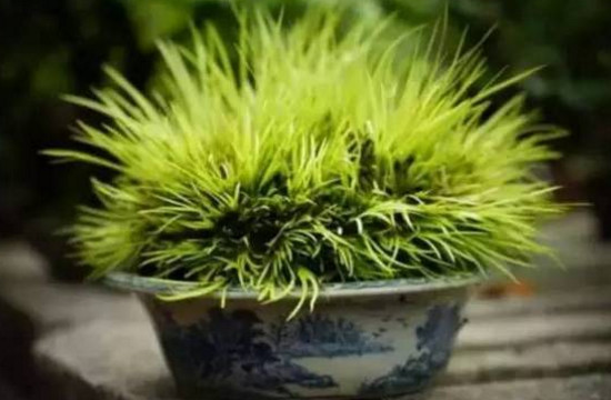 菖蒲用无孔盆如何养