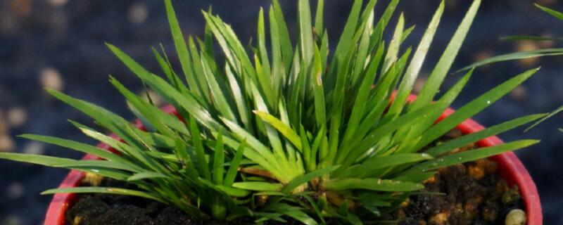 最贵的菖蒲是什么种类