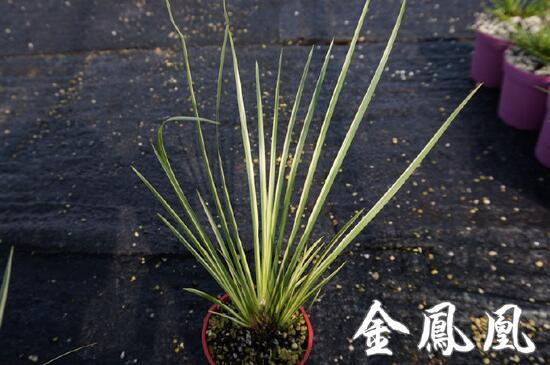 最贵的菖蒲是什么种类